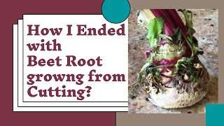 || Beetroot Growing from Cutting || What Are My Results ||