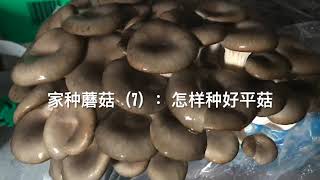 家种蘑菇（7）：怎样种好平菇 【I】生长要求，配方和接种。 【I】Oyster mushroom growth requirements, formula and inoculation 1