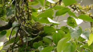 Birding _ 红颈绿鸠 Pink-necked Green Pigeon Nesting/Nestling _ Wednesday 24apr2019 Singapore 7.17am