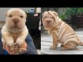 😍 Cute is Not Enough - Super cute shar pei Puppies in the World – Puppy love 2020