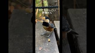 クルミの見分けより、『いいよ！』って言われて来るヤマガラが賢すぎる #shorts #ヤマガラ #birds #かしこい鳥