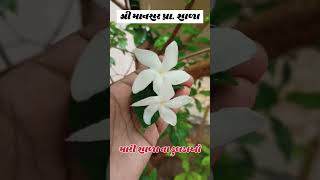 મારી શાળા ના ફૂલડાં #shorts #short #viralvideo #nature #flowers #rakhinaturelovers