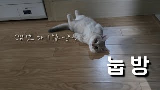 맨날 누워있는 눕방 고양이