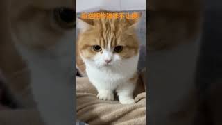 叛逆期小猫记录猫咪日常 #funny #谁能拒绝傻憨憨的小猫咪 #cat #cute