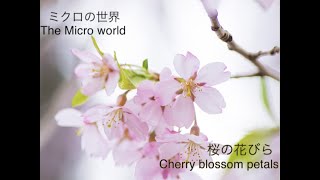 (10)桜の花びらを顕微鏡で観察(Observe the petals of cherry blossoms under a microscope)