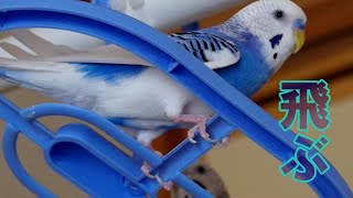 【音量注意】静かに飛べないインコ達🐤鳴き声｜腹割れ｜可愛い【セキセイインコ】