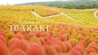 [IBARAKI] A spectacular sight to see in autumn in Japan! Red Kochia