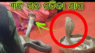 ମା ମନସା ଗୀତିନାଟ୍ୟ || ସତ ସତିକା ସାପ || Maa manasa gitinatya || real snake || jatra duniya by bibek