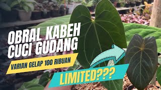 Anthurium indukan cuma 100 ribuan⁉️