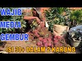 CARA PANEN UBI JALAR UNGU DI POT KARUNG !!