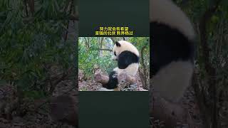 顽强可爱的小北侠，真的是一个特别坚强的小熊！ #panda #大熊貓