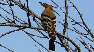 Pupavac, Upupa Epops , Hoopoe -- Birds of Croatia