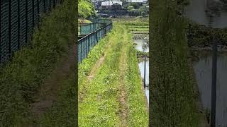 田んぼに白い鳥が