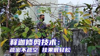 釋迦春剪技術，關鍵“剪枝促花”，疏密不疏空，掛果很輕鬆