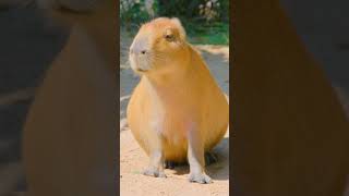 The Capybara Song 🎶🎶 #shorts #capybara #capybaras #capybarasong #wildlife #animalsofyoutube #cute
