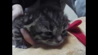 生後１７日目位のかわいい仔猫　眠い子猫　Cute Sleepy Kitten [-.-]Zzz...