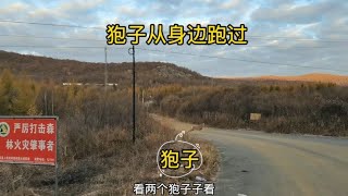 东北林区野生动物真多，实拍2只傻狍子距离我不到20米从身边跑过【东北林区艾三】