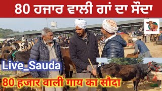 80 ਹਜਾਰ ਵਾਲੀ ਗਾਂ ਦਾ ਸੌਦਾ | Dabwali Pashu Mandi | #Live_Sauda #balkar #apnakitta #panjab 2025