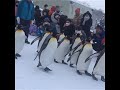 penguin parade @ hokkaido asahiyama zoo 北海道旭川动物园 企鹅游行）