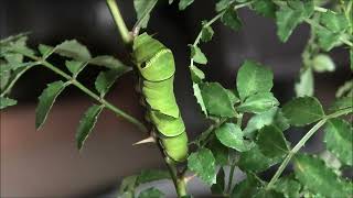 緑色になったアゲハチョウの幼虫 2022-5-24 Swallowtail Butterfly Larva on  a Twig of Japanese Pepper Tree