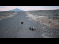 Male Greater sage-grouse (Centrocercus urophasianus) lekking, lek mating dance (USFWS)