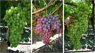 How to Grow Perfect Grapes