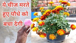 मुरझाते हुए सूखते हुए गेंदे के पौधे को जिंदा कर देंगे इन 3 चीजों से dead plant come back to life