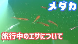 【メダカ】旅行･出張などで留守にする時の餌やりについて【メダリウム｜めだか女子】