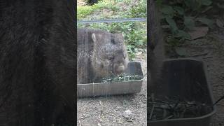 お食事中のウォンバットのフクちゃん🐨🌿(五月山動物園)