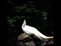 COLLECTING NET／INOYAMALAND 1977