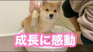 豆柴子犬のシャンプータイム