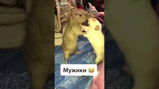 Смешные КРЫСЫ 😂