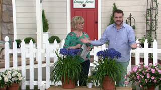 Cottage Farms 2-Piece Brilliant Blue Agapanthus Plant on QVC