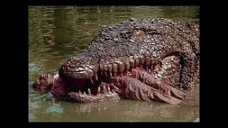 Wild Crocodile Attacks Documentary