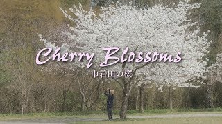 [4K] 巾着田の桜吹雪 Shower of cherry blossoms  LUMIX GH5\u0026G7 ・ Pilotfly  Adventurer