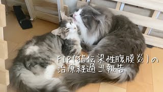 子猫のFIP(猫伝染性腹膜炎)近況報告【ノルウェージャンフォレストキャット】【先住猫と子猫】ムティアン/MUTIAN/治療記録/先住猫と子猫/難病/病気