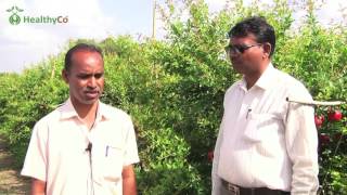 vilas farmer pomegranate result by using karyon healthyco kingpoly technology