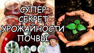 НИКОГДА НЕ ВЫБРАСЫВАЙТЕ ИСПОРЧЕННОЕ ВАРЕНЬЕ ИЛИ КОМПОТ. СЕКРЕТ УРОЖАЙНОСТИ ПОЧВЫ