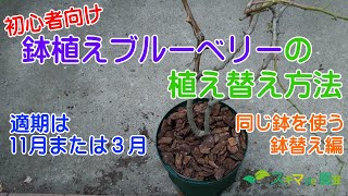 【果樹】鉢植えブルーベリーの植え替え(同じ鉢)方法【スキマde園芸】