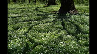 山と自然と故郷の写真動画 　20240518 上高地 　二輪草の花園を求めて