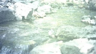 Motionbolt.com - By The Stream