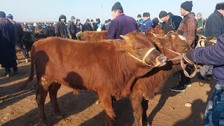 20.01.2025 BOQMA BUQACHALARNI ZURLARI CHIQDI QARSHI KARVON MOL BOZORIGA