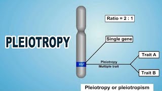 Pleiotropy | 12th Std | Biology | Science | CBSE Board | Home Revise