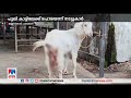 a tiger attacked a goat and injured it in palakkad mannarkkad tatengalam palakkad