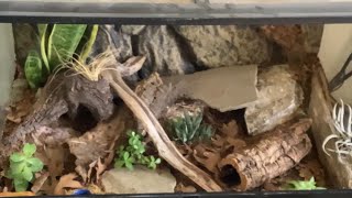 Update On My Bioactive Naturalistic Leopard Gecko Enclosure