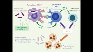 Réponse Immunitaire: action des LTc et LB