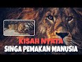 2 Singa ini Kecanduan Memangsa Manusia #kisahnyata