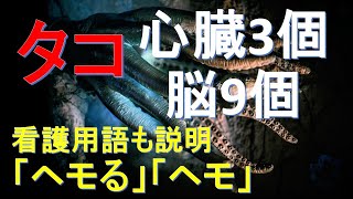 【驚き】タコは心臓3個脳９個【看護用語「ヘモる」「ヘモ」】