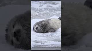 《蔚蓝之境 小海豹跟妈妈学游泳》The Blue World: Learning to Swim with Momma Seal