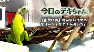 【衝撃映像】鳴かないはずのグリーンイグアナが鳴いた?!